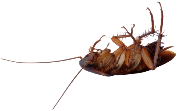 Уничтожение тараканов