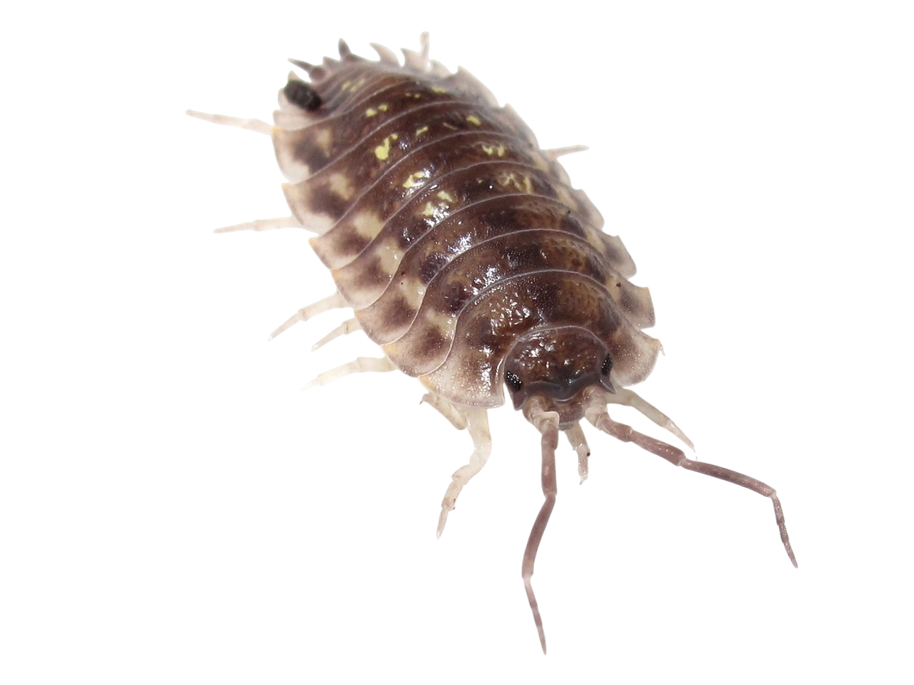 Уничтожение мокриц